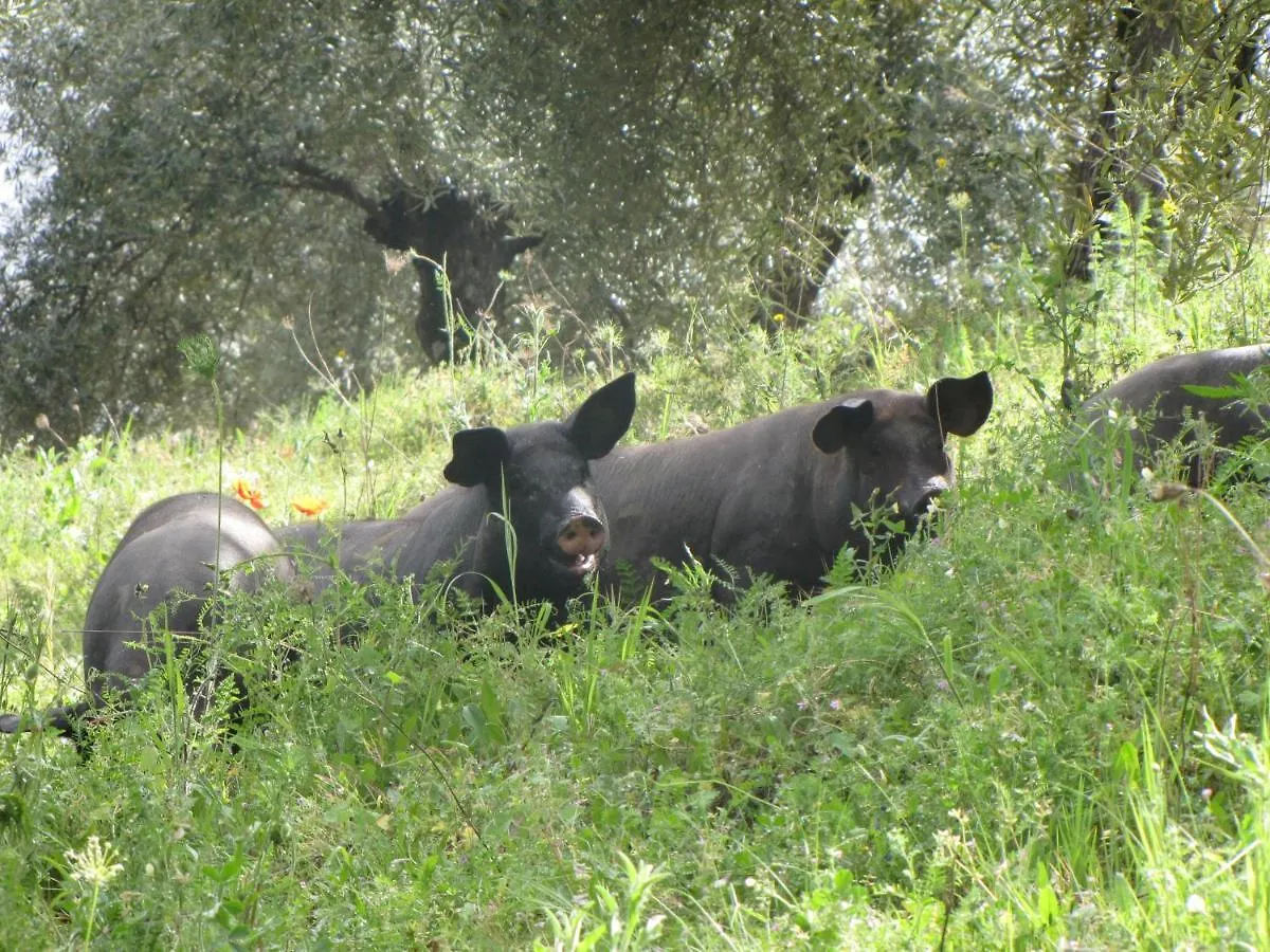 Cortijo 